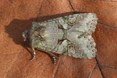 Dryobotodes carbonis