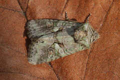 Dryobotodes carbonis