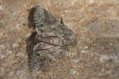 Dryobotodes carbonis