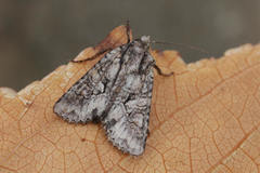 Dryobotodes carbonis