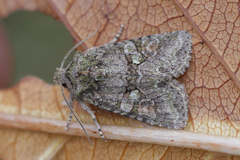 Dryobotodes carbonis