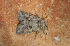 Dryobotodes carbonis