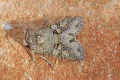 Dryobotodes carbonis