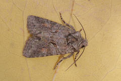 Dryobotodes carbonis