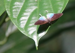 Drupadia ravindra moorei