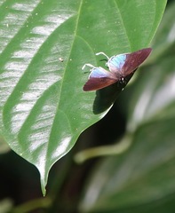 Drupadia ravindra moorei