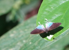 Drupadia ravindra moorei