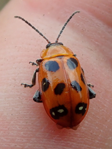 Omophoita argus