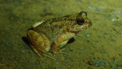 Quasipaa exilispinosa