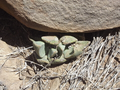 Pleiospilos compactus