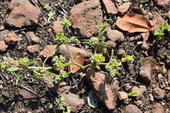 Raphionacme velutina