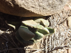 Pleiospilos compactus
