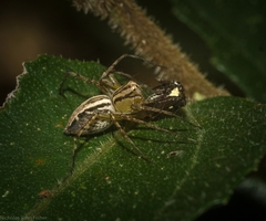 Oxyopes elegans