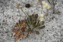 Stylidium spathulatum