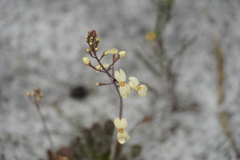 Stylidium spathulatum