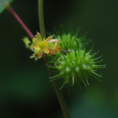 Triumfetta annua