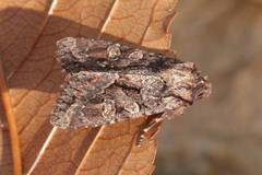 Dryobotodes tenebrosa