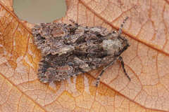 Dryobotodes tenebrosa