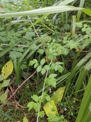 Rubus coreanus
