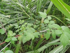 Rubus coreanus