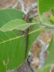 Anolis meridionalis