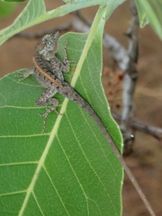 Anolis meridionalis