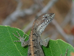 Anolis meridionalis