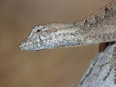 Anolis meridionalis