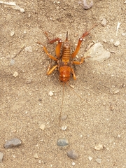 Cratomelus