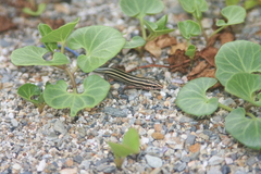 Plestiodon marginatus