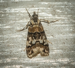 Scoparia charopoea