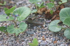 Plestiodon marginatus