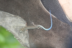 Plestiodon marginatus