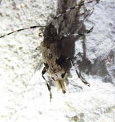 Graphisurus triangulifer