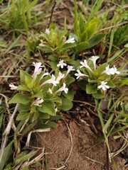 Dyschoriste burchellii