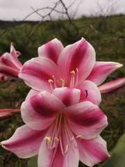 Crinum stuhlmannii delagoense