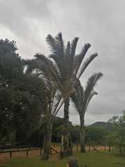 Raphia australis