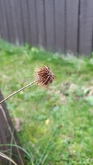 Geum urbanum