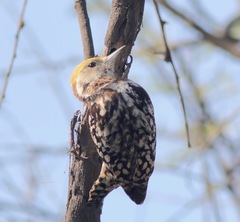 Leiopicus mahrattensis