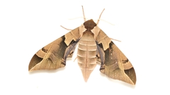 Callambulyx tatarinovii