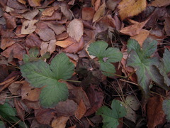 Rubus humulifolius