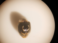 Clitostethus arcuatus