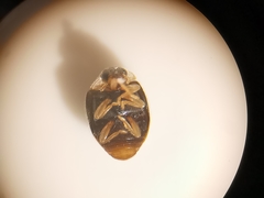 Clitostethus arcuatus