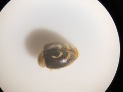 Clitostethus arcuatus