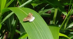 Odontoptilum angulata
