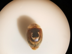 Clitostethus arcuatus