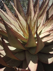 Aloe broomii
