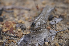 Maratus karrie