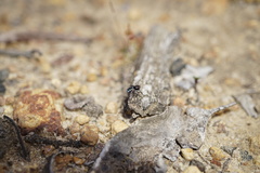 Maratus karrie
