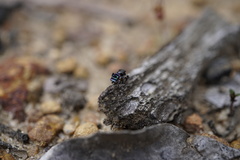 Maratus karrie